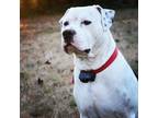 Adopt Huey a White - with Black American Pit Bull Terrier / Mixed dog in Hill
