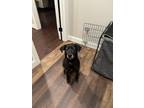 Adopt Xena a Black Terrier (Unknown Type, Medium) / Mixed dog in Eldersburg