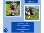 Adopt Emory a Brindle - with White Pit Bull Terrier / Mixed dog in Kankakee
