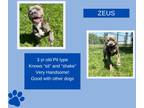Adopt Zeus a Gray/Silver/Salt & Pepper - with White Pit Bull Terrier / Mixed dog