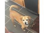 Adopt Bruno a Tan/Yellow/Fawn Beagle / Mixed dog in Pittsburgh, PA (41213978)