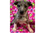 Adopt Nutella a Gray/Silver/Salt & Pepper - with White Catahoula Leopard Dog /