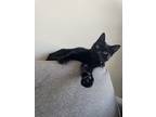 Adopt Billie a All Black American Shorthair / Mixed (short coat) cat in