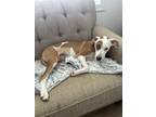 Adopt Rocky a White - with Brown or Chocolate American Pit Bull Terrier /