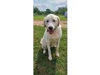 Adopt Kenai a White Great Pyrenees / Husky / Mixed dog in Kingsville