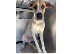 Adopt Mateo a Great Dane / Mixed dog in Bullard, TX (41475160)