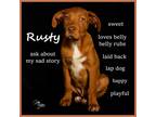 Adopt Rusty a Catahoula Leopard Dog / Labrador Retriever / Mixed dog in Aurora