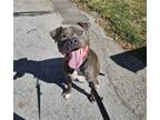 Adopt Zeke a Black American Pit Bull Terrier / Mixed dog in Bellevue