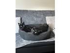 Adopt Sole a All Black Domestic Shorthair / Mixed (short coat) cat in Baxter