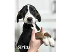 Adopt Sirius a Black - with White Foxhound / Coonhound / Mixed dog in