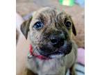 Adopt Murphy/ADOPTED a Brindle - with White Mixed Breed (Medium) / Mixed Breed