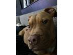 Adopt Coco a Brown/Chocolate - with White American Staffordshire Terrier / Boxer
