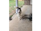 Adopt Titan a White - with Black Husky / Mixed dog in Milton, FL (41475148)