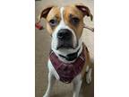 Adopt Paisley a Tan/Yellow/Fawn - with White Mastiff / American Pit Bull Terrier
