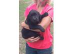 Adopt Sophie a Black Labrador Retriever / Great Pyrenees / Mixed dog in Wake