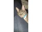 Adopt Percy a Gray or Blue American Shorthair / Mixed (short coat) cat in