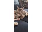 Adopt Polly a Gray or Blue American Shorthair / Mixed (short coat) cat in