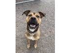 Adopt Reggie a Shepherd (Unknown Type) / Mixed dog in Duluth, MN (41475100)