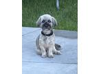 Adopt King and Bandit a Gray/Silver/Salt & Pepper - with Black Havanese / Mixed