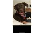 Adopt Phoebe a Brown/Chocolate Labrador Retriever / Labrador Retriever / Mixed