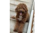 Adopt Bear a Red/Golden/Orange/Chestnut Goldendoodle / Mixed dog in New Ipswich