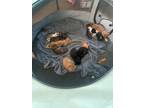 Adopt No names yet a Orange or Red Tabby American Shorthair / Mixed (medium