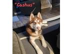 Adopt Cashus a Red/Golden/Orange/Chestnut - with White Husky / Mixed dog in Fort