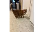 Adopt Oliver a Orange or Red (Mostly) Tabby / Mixed (medium coat) cat in Bethel