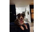 Adopt Milo a Brown/Chocolate - with White Australian Shepherd / Mixed dog in