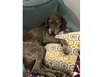 Adopt Cooper a Tricolor (Tan/Brown & Black & White) German Shorthaired Pointer /