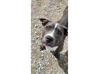 Adopt Jada a Gray/Silver/Salt & Pepper - with White Pit Bull Terrier / Mixed dog