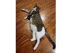 Adopt Oolong a Gray, Blue or Silver Tabby American Shorthair / Mixed (short