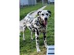 Adopt Poppy a White - with Black Dalmatian / Mixed dog in Catasauqua