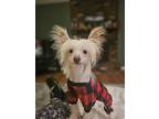 Adopt William & Richard - Bonded Pair a White Chinese Crested / Mixed dog in