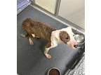 Adopt DA13 Bella a Pit Bull Terrier / Mixed dog in Glen Allen, VA (41475015)