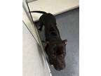 Adopt DA 2 Duece a Pit Bull Terrier / Mixed dog in Glen Allen, VA (41475018)