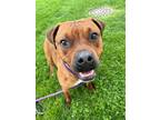 Adopt Piper a Red/Golden/Orange/Chestnut Pit Bull Terrier / Mixed dog in Euclid