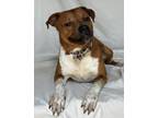 Adopt Otto a Brown/Chocolate - with White Boxer / Cattle Dog / Mixed dog in