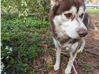 Adopt Chocolate a Brown/Chocolate - with White Husky / Alaskan Malamute / Mixed