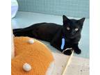 Adopt Bill - KBC a All Black Domestic Shorthair / Mixed (short coat) cat in