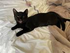 Adopt Roo Roo a All Black Domestic Shorthair / Mixed (short coat) cat in Vero