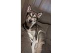 Adopt Nipnip a Brown/Chocolate - with White Husky / Alaskan Malamute / Mixed dog