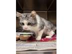 Adopt 2404-0581 Card a Gray or Blue (Mostly) Domestic Longhair / Mixed (long