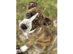 Adopt Bailey a Brindle - with White American Pit Bull Terrier / American Pit