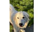 Adopt Willow a White Great Pyrenees / Mixed dog in Portsmouth, RI (41475023)