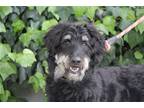 Adopt Luciano a Black - with White Bernese Mountain Dog / Poodle (Standard) /