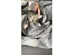 Adopt Abbie Tabby a Brown or Chocolate Domestic Shorthair (short coat) cat in