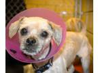 Adopt Theodore a Tan/Yellow/Fawn - with Black Shih Tzu dog in Johnstown