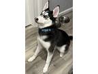 Adopt Frost a Black - with White Husky / Mixed dog in Grand Rapids
