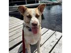 Adopt Liberty a Tan/Yellow/Fawn - with White Mixed Breed (Medium) / Cattle Dog /
